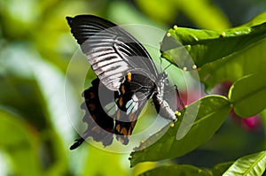 Butterfly laying eggs