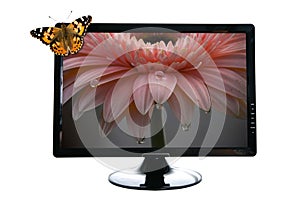 Butterfly on lcd