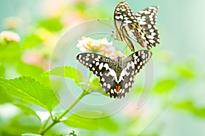 Butterfly on leaf