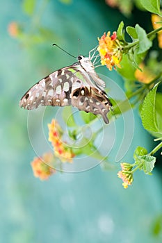 Butterfly on leaf