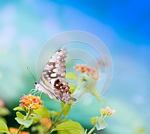 Butterfly on leaf