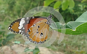 Butterfly on the leaf