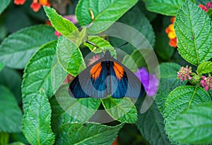 Butterfly in a leaf
