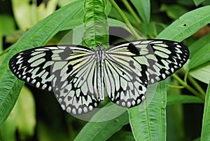 Butterfly on a Leaf