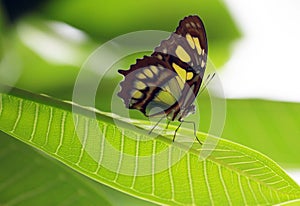 butterfly on leaf