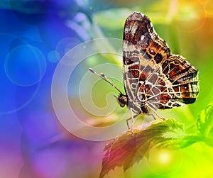 Butterfly on a leaf