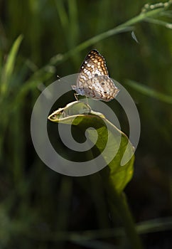 Butterfly on leaf