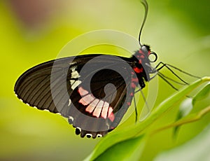 Butterfly on leaf