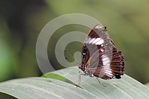 Butterfly on a leaf