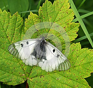 Butterfly on leaf