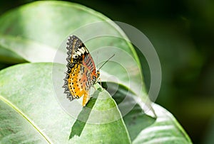 The butterfly on the leaf