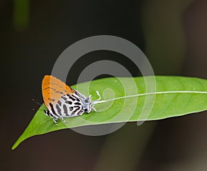 Butterfly on Leaf