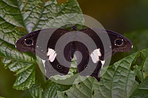 Butterfly on leaf