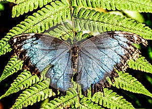 butterfly on leaf, Arenal Volcano area in costa rica central america
