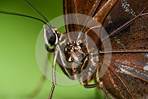 butterfly on leaf, in Arenal Volcano area in costa rica central america, butterfly background