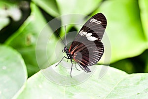 butterfly on leaf, in Arenal Volcano area in costa rica central america, butterfly background