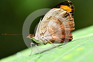 butterfly on leaf, in Arenal Volcano area in costa rica central america, butterfly background