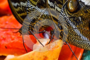 butterfly on leaf, in Arenal Volcano area in costa rica central america, butterfly background