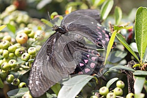 Mariposa sobre el una carta 