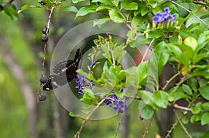 Butterfly on a leaf photo