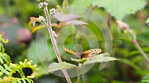 Butterfly on the leaf of a bramble, la coruÃ±a, spain, europe