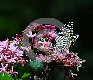 butterfly leaf catepillar love hypheh