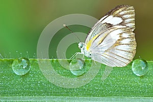 butterfly on a leaf with dew drops