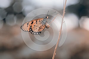 Butterfly on a leaf or flower in the morning