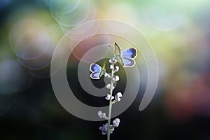 Butterfly on a leaf or flower in the morning