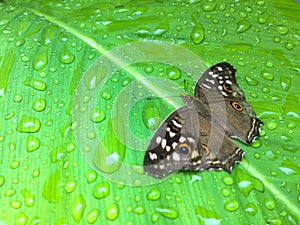 Butterfly on leaf