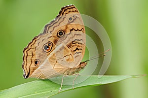 Butterfly on a leaf, Junonia almana