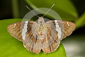 Butterfly on leaf macro photo