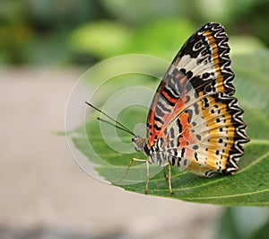 Butterfly on a leaf