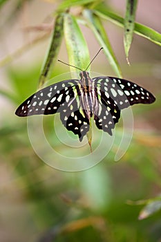 Butterfly on a leaf in the nature