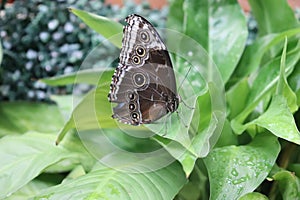 Butterfly on leaf