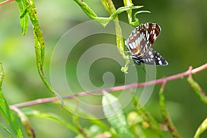 Butterfly on leaf