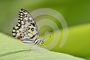 Butterfly on leaf photo