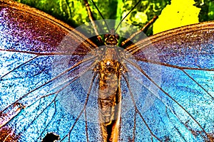 butterfly on leaf, photo as a background