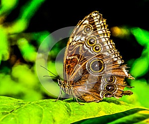 butterfly on leaf, photo as a background