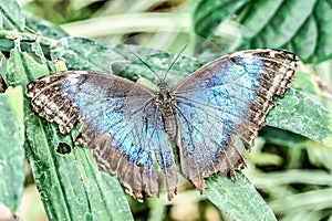 butterfly on leaf, photo as a background