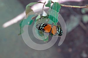 Butterfly on a leaf in Roatan Honduras