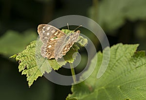 Butterfly on a leaf in the summer