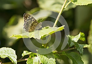 Butterfly on a leaf in the summer