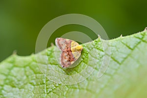 Butterfly on leaf