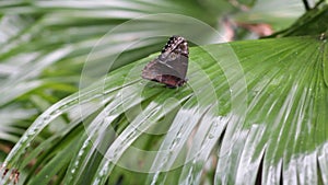 Butterfly on a leaf in a tropical rainforest in Costa Rica