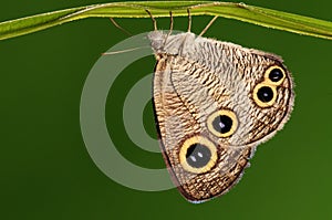 Butterfly on a leaf, Ypthima motschulskyi