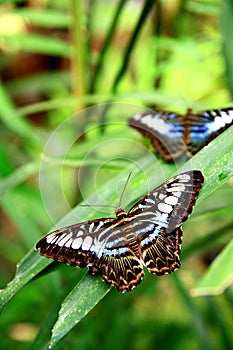 Butterfly and Leaves