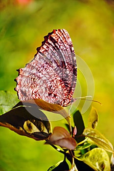 Butterfly on leaves, beautiful brown beige butterfly on plant background