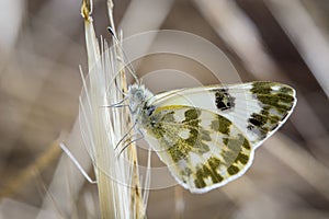 Butterfly on leaves and greenish white