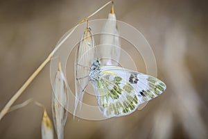 Butterfly on leaves and greenish white